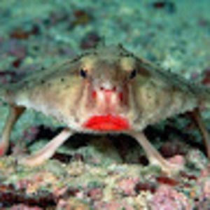 Meet your Posher, Clarence